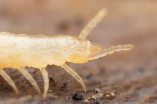 Stigmatogaster subterranea