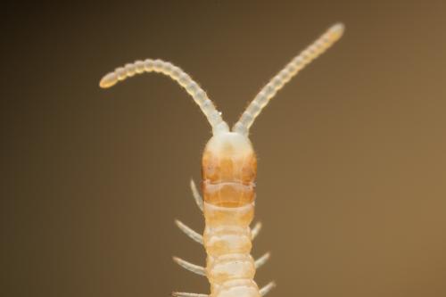 Réf. 333 021 : Stigmatogaster subterranea