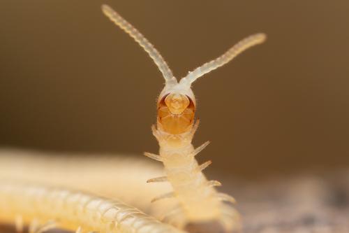 Réf. 333 022 : Stigmatogaster subterranea