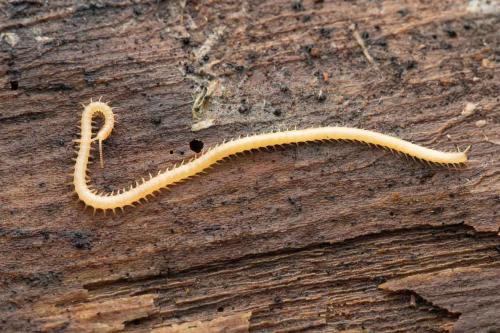 Stigmatogaster subterranea