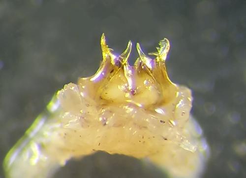 Helvetiosoma helveticum