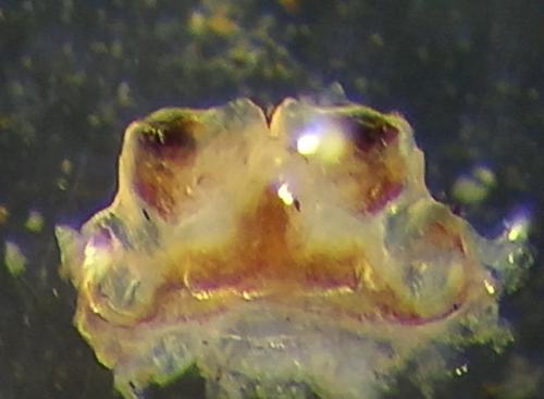 Helvetiosoma helveticum