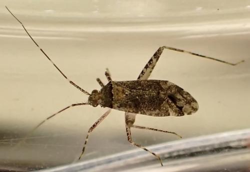 Réf. 333 795 : Phytocoris sp.
