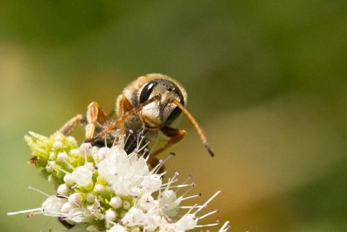 Halictus brunnescens