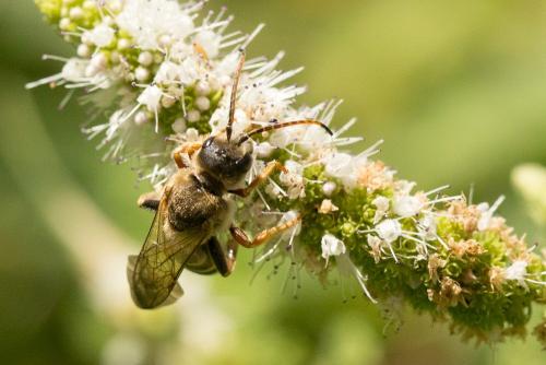 Halictus brunnescens