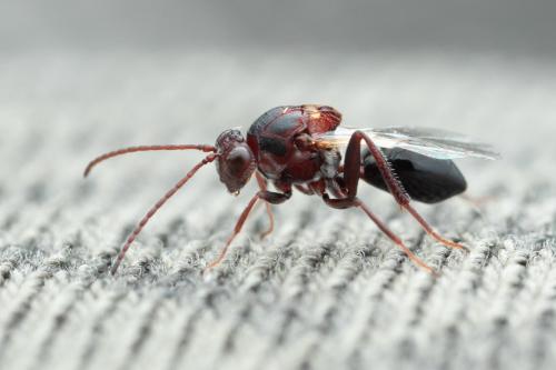 Callaspidia sp.