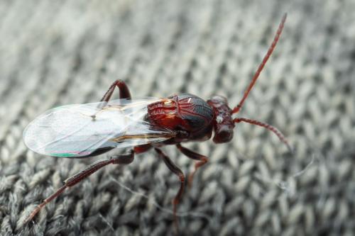 Callaspidia sp.