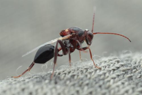 Callaspidia sp.