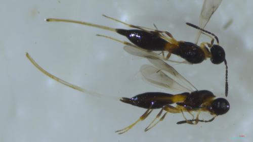 Réf. 333 800 : Calliscelio sp.