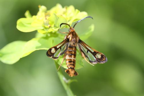 Chamaesphecia sp.