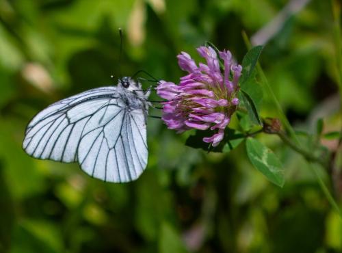 Aporia crataegi