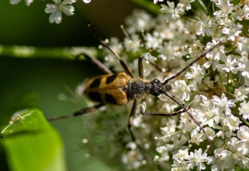 Réf. 333 700 : Pachyta quadrimaculata
