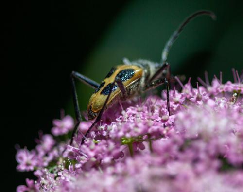 Réf. 333 701 : Pachyta quadrimaculata
