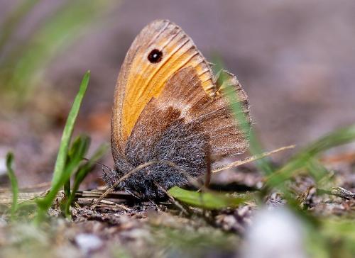 Réf. 333 669 : Coenonympha pamphilus