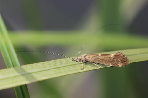 Réf. 333 607 : Athripsodes sp.