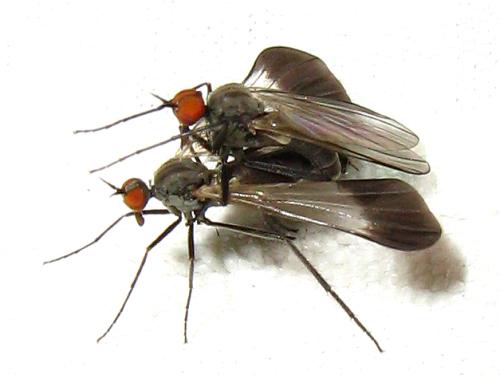Rhamphomyia marginata