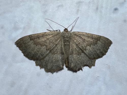 Gnophos furvata