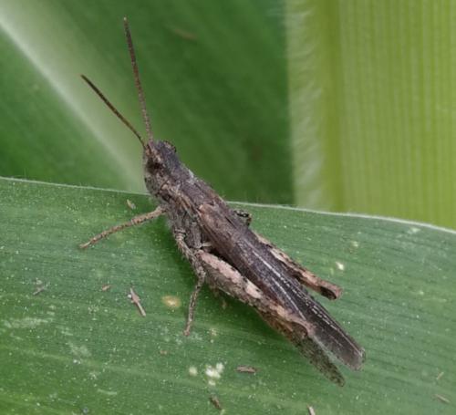 Réf. 333 520 : Chorthippus brunneus brunneus