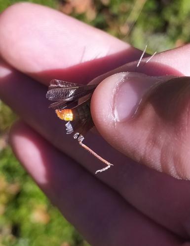 Stenobothrus lineatus lineatus