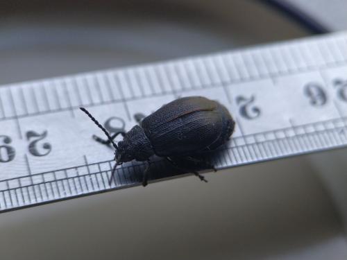 Galeruca pomonae