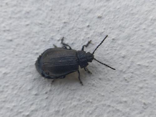 Galeruca pomonae