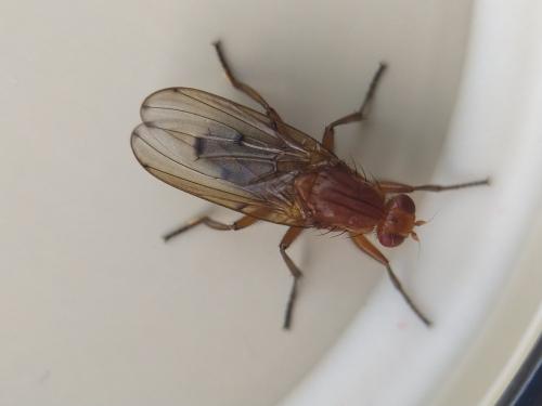 Réf. 333 304 : Neuroctena anilis