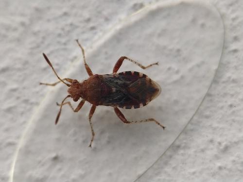 Réf. 333 184 : Rhopalus subrufus