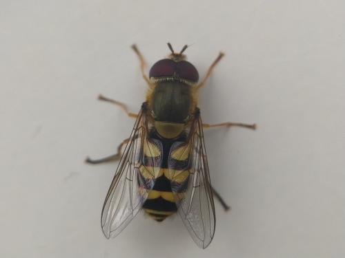 Réf. 333 662 : Syrphus vitripennis