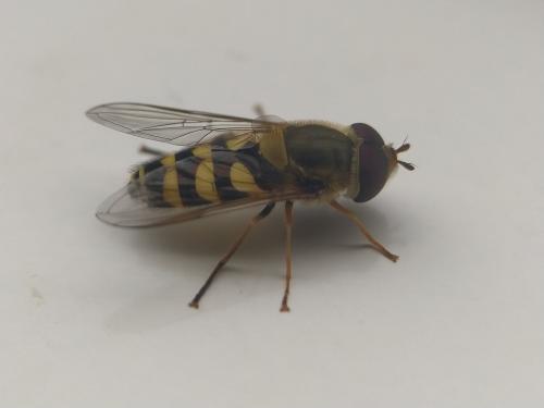Réf. 333 663 : Syrphus vitripennis
