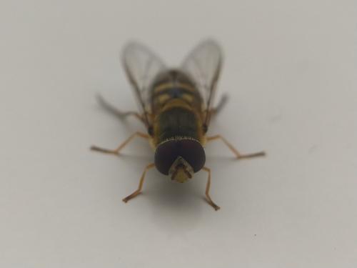 Réf. 333 664 : Syrphus vitripennis