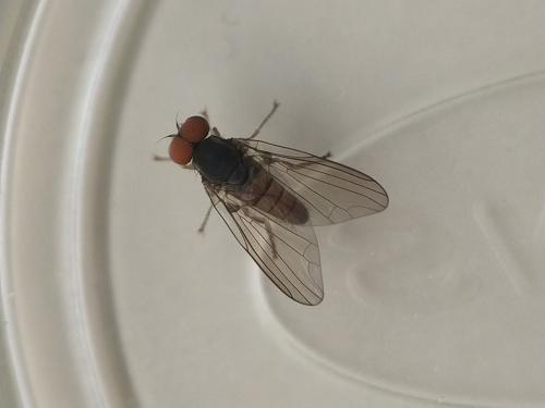 Protoclythia rufa