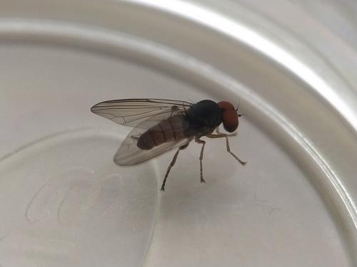 Protoclythia rufa