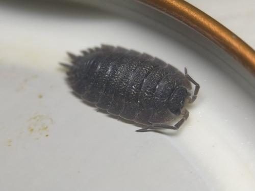 Porcellio scaber