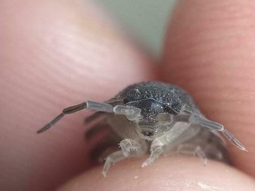 Porcellio scaber
