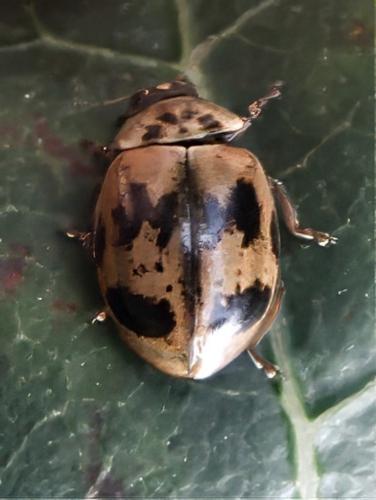 Aphidecta obliterata