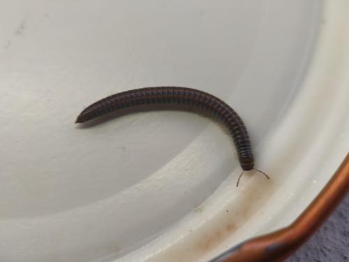 Réf. 333 445 : Ommatoiulus sabulosus