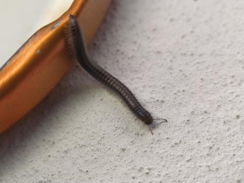 Réf. 333 446 : Ommatoiulus sabulosus