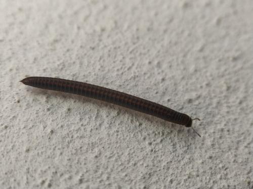 Réf. 333 447 : Ommatoiulus sabulosus