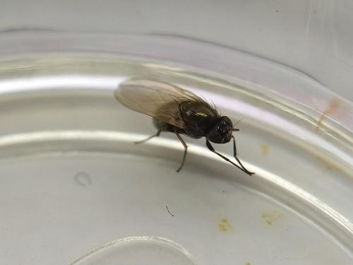 Calliopum sp.