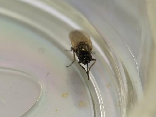 Calliopum sp.