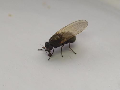 Calliopum sp.