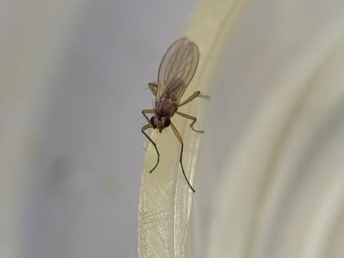 Réf. 333 941 : Lonchoptera lutea