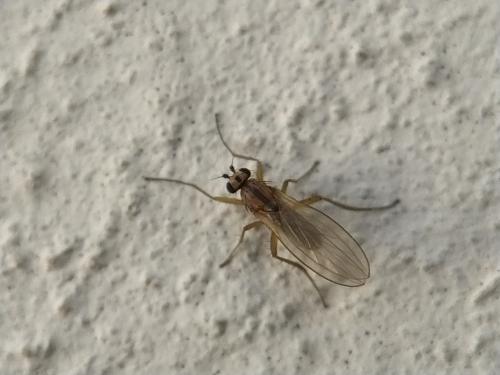 Réf. 333 940 : Lonchoptera lutea