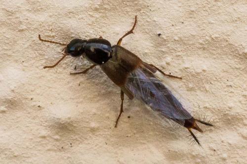 Réf. 333 197 : Quedius sp.
