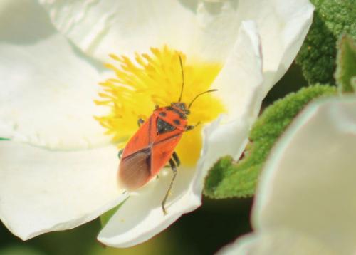 Graptostethus servus