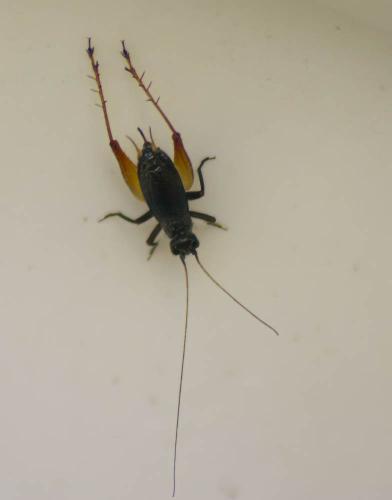 Trigonidium cicindeloides