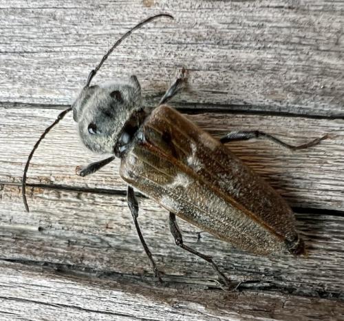 Réf. 333 697 : Hylotrupes bajulus