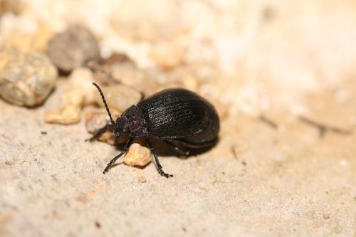 Galeruca pomonae