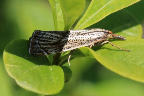 Réf. 333 141 : Thisanotia chrysonuchella