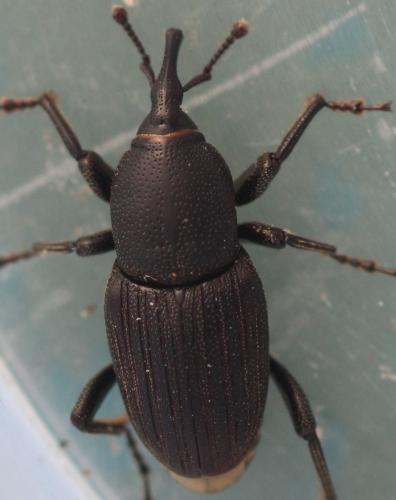 Sphenophorus striatopunctatus